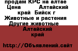 продам КРС на алтае › Цена ­ 120 - Алтайский край, Бийск г. Животные и растения » Другие животные   . Алтайский край